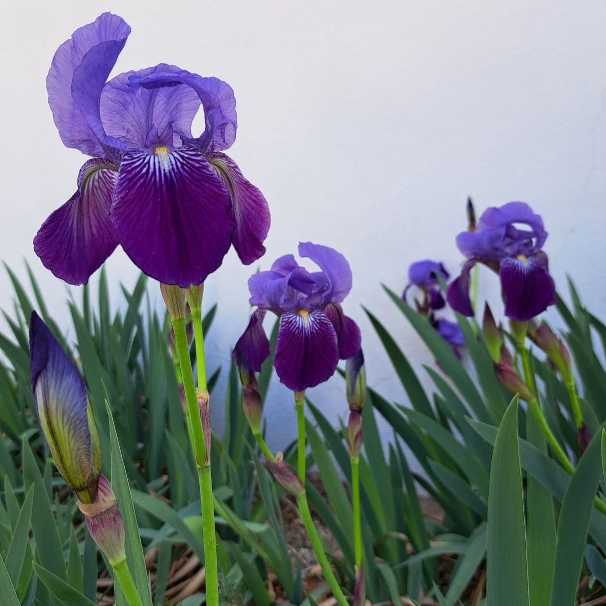Fotos de unos lírios en el campo